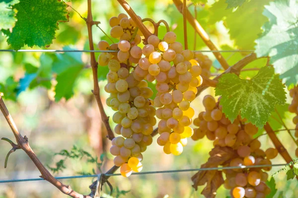 Uvas Douradas Maduras Rkatsiteli Numa Vinha Antes Colheita Kakheti Geórgia — Fotografia de Stock