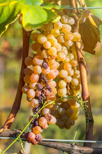 Rkatsiteli 'nin altın olgun üzümleri hasat öncesi bir üzüm bağında, Kakheti, Georgia.