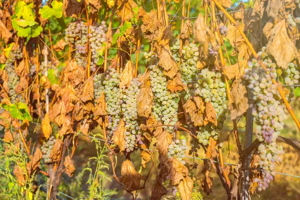 Uvas Douradas Maduras Rkatsiteli Numa Vinha Antes Colheita Kakheti Geórgia — Fotografia de Stock