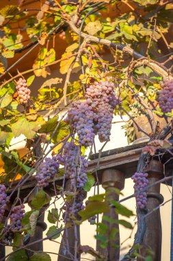 Rkatsiteli hasat,: Kakheti, Georgia önce balkonda Olgun üzüm.