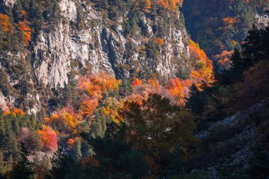 Renkli sonbahar manzara renkli orman Kazbegi, Gürcistan Kafkasya dağlarında.