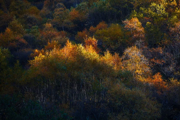 Красочный Осенний Пейзаж Горах Кавказа Красочный Лес Казбеги Грузия — стоковое фото
