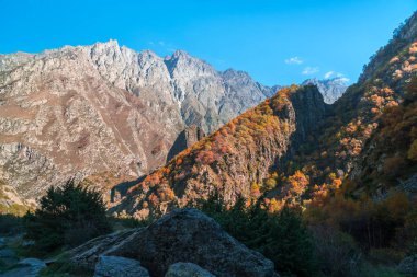 Renkli sonbahar manzara renkli orman Kazbegi, Gürcistan Kafkasya dağlarında.