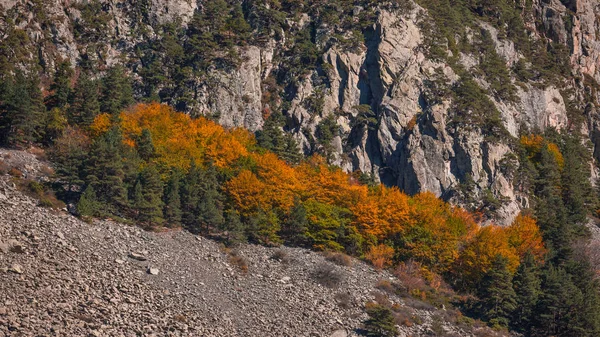 Renkli Sonbahar Manzara Renkli Orman Kazbegi Gürcistan Kafkasya Dağlarında — Stok fotoğraf