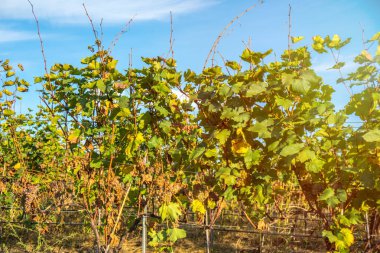 Gün batımı: Kakheti, Georgia bir bağ.