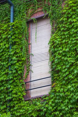 Evin cephe duvar, büyümüş sarmaşık bitki tarafından örtülü ile görünümünü.