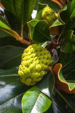 Manolya ağacı sergiler tohum pods, flora.