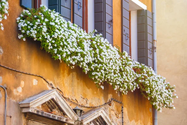 Casas Con Flores Las Ventanas Venecia —  Fotos de Stock