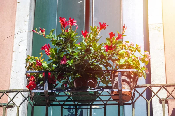 Casas Con Flores Las Ventanas Venecia —  Fotos de Stock