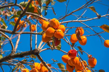 Trabzon hurması ağaç ile olgun turuncu meyveler agenst mavi gök, sonbahar.