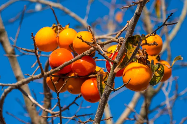 Árbol Caqui Con Frutos Naranjas Maduros Agenst Cielo Azul Tiempo — Foto de Stock