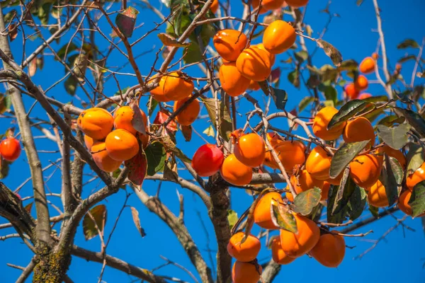 Árbol Caqui Con Frutos Naranjas Maduros Agenst Cielo Azul Tiempo — Foto de Stock