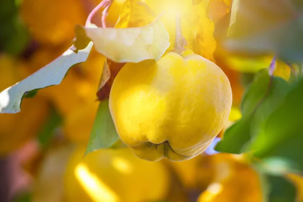 Rama Árbol Con Fruto Maduro Membrillo Hojas — Foto de Stock