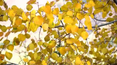 Sonbahar sonbahar ormandaki bir ağaç üzerinde sallanan yaprakları. Sonbahar. Güzel sarı sonbahar ağaç