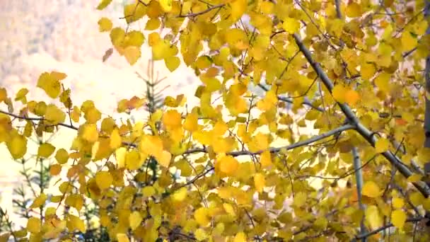 Hojas Otoño Balanceándose Sobre Árbol Bosque Otoñal Caída Hermoso Árbol — Vídeo de stock