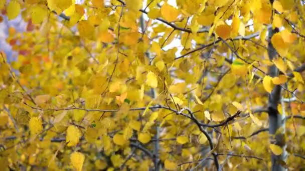 Осенние Листья Качаются Дереве Осеннем Лесу Падение Красивое Желтое Осеннее — стоковое видео