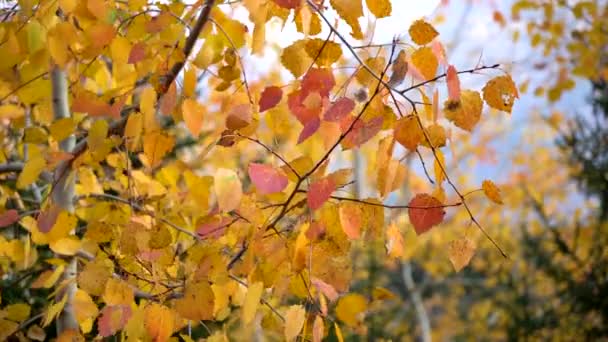 秋天的树叶在秋天森林的树上摇摆 美丽的黄秋树 — 图库视频影像