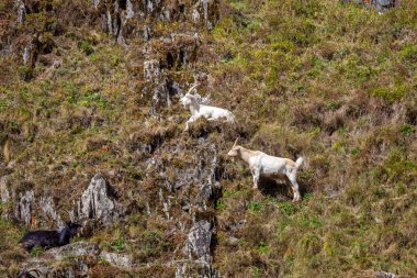 Svaneti, Gürcistan buzlu yerli keçi.