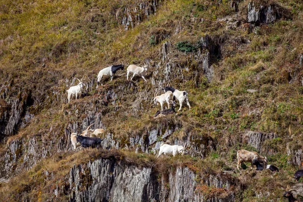 Chèvres Domestiques Sur Les Rochers Svaneti Géorgie — Photo