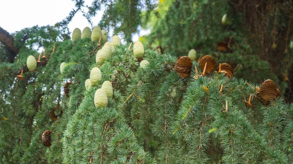 소나무 전나무 트리 젊은 녹색 침 엽 수 콘 — 스톡 사진