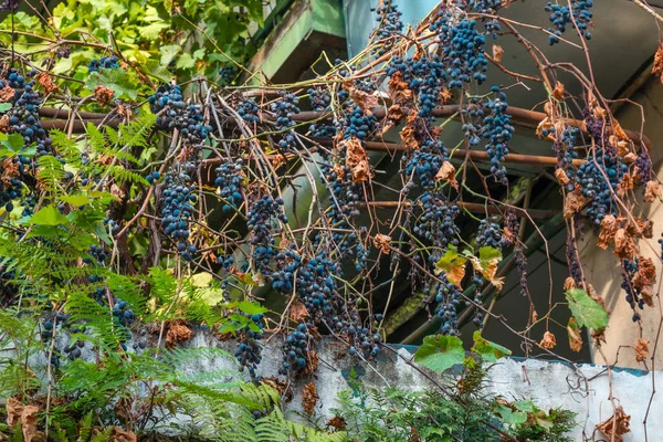 Uvas Maduras Varanda Tbilisi Geórgia — Fotografia de Stock