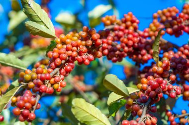 sonbaharda bir ağacın olgun çilek.