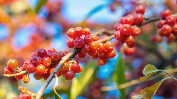 Rijpe Bessen Een Boom Herfst — Stockfoto