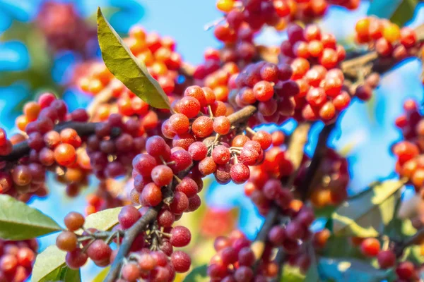 Reife Beeren Auf Einem Baum Herbst — Stockfoto
