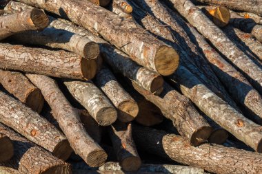Kış için yakacak odun hazırlıyorum. Yakacak odun geçmişi, ormanda yakacak odun yığınları. Yakacak odun yığını.