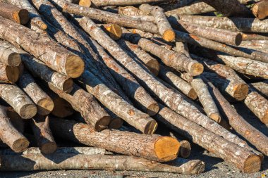 Kış için yakacak odun hazırlıyorum. Yakacak odun geçmişi, ormanda yakacak odun yığınları. Yakacak odun yığını.