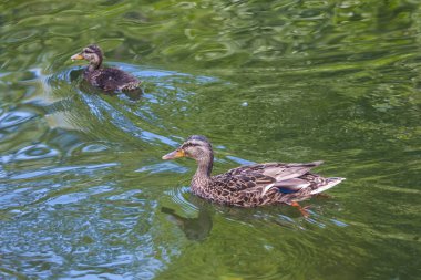Ördekler şehir havuzda yüzmek. Güzel bir renk ile ördek suda yüzen.