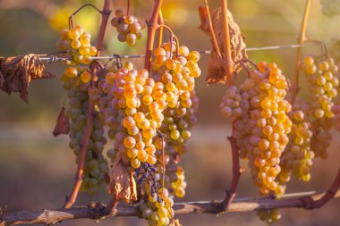 Rkatsiteli 'nin altın olgun üzümleri hasat öncesi bir üzüm bağında, Kakheti, Georgia.