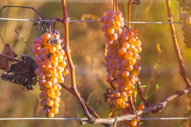 Rkatsiteli 'nin altın olgun üzümleri hasat öncesi bir üzüm bağında, Kakheti, Georgia.