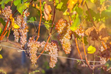 Rkatsiteli 'nin altın olgun üzümleri hasat öncesi bir üzüm bağında, Kakheti, Georgia.