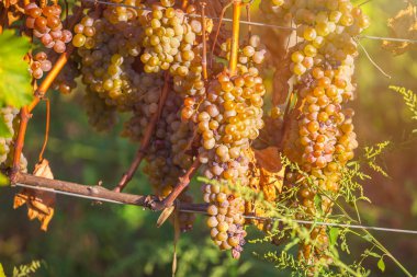 Rkatsiteli 'nin altın olgun üzümleri hasat öncesi bir üzüm bağında, Kakheti, Georgia.