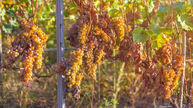 Rkatsiteli 'nin altın olgun üzümleri hasat öncesi bir üzüm bağında, Kakheti, Georgia.