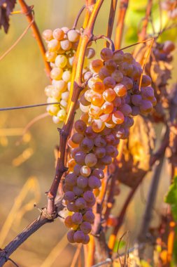Rkatsiteli 'nin altın olgun üzümleri hasat öncesi bir üzüm bağında, Kakheti, Georgia.