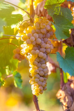 Rkatsiteli 'nin altın olgun üzümleri hasat öncesi bir üzüm bağında, Kakheti, Georgia.
