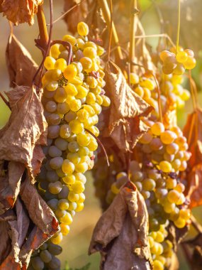 Rkatsiteli 'nin altın olgun üzümleri hasat öncesi bir üzüm bağında, Kakheti, Georgia.