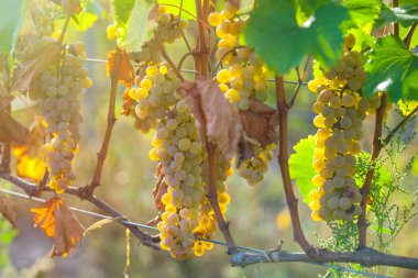 Rkatsiteli 'nin altın olgun üzümleri hasat öncesi bir üzüm bağında, Kakheti, Georgia.