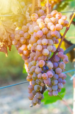 Rkatsiteli 'nin altın olgun üzümleri hasat öncesi bir üzüm bağında, Kakheti, Georgia.