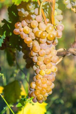 Rkatsiteli 'nin altın olgun üzümleri hasat öncesi bir üzüm bağında, Kakheti, Georgia.