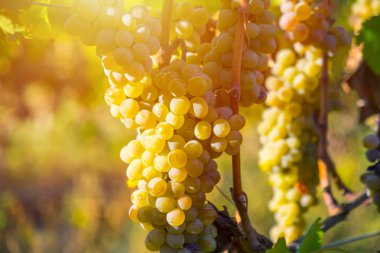 Rkatsiteli 'nin altın olgun üzümleri hasat öncesi bir üzüm bağında, Kakheti, Georgia.