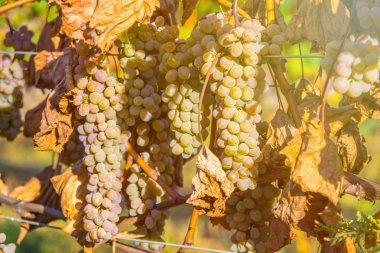 Rkatsiteli 'nin altın olgun üzümleri hasat öncesi bir üzüm bağında, Kakheti, Georgia.