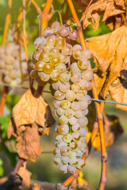 Rkatsiteli 'nin altın olgun üzümleri hasat öncesi bir üzüm bağında, Kakheti, Georgia.
