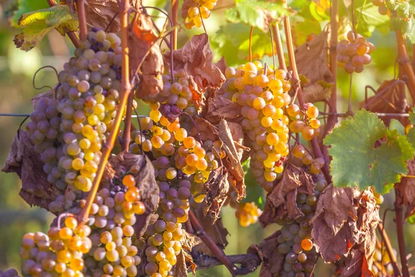 Uvas Maduras Doradas Rkatsiteli Viñedo Antes Cosecha Kakheti Georgia — Foto de Stock