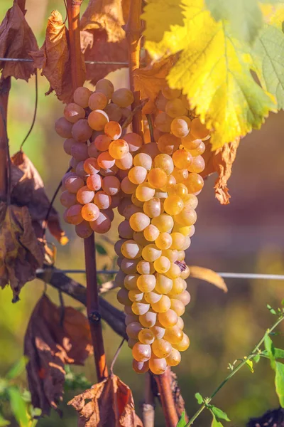 Goldene Reife Trauben Von Rkatsiteli Einem Weinberg Vor Der Ernte — Stockfoto