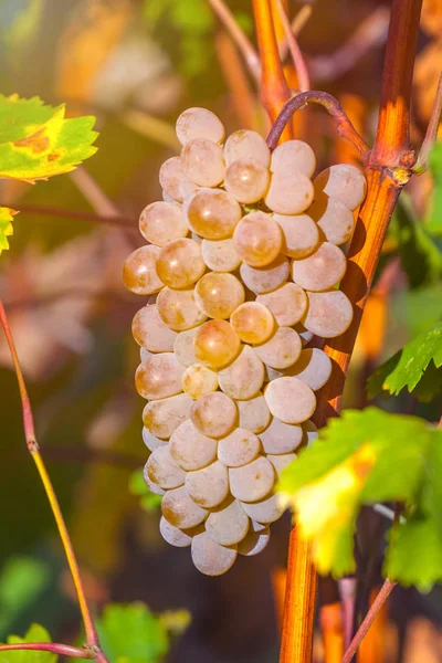 Uvas Douradas Maduras Rkatsiteli Numa Vinha Antes Colheita Kakheti Geórgia — Fotografia de Stock