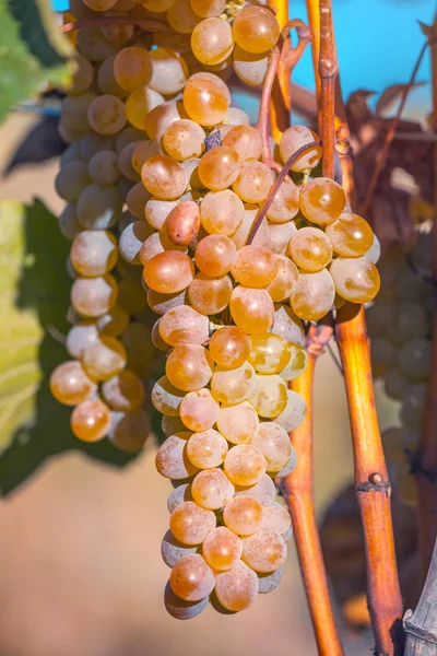 Uvas Douradas Maduras Rkatsiteli Numa Vinha Antes Colheita Kakheti Geórgia — Fotografia de Stock