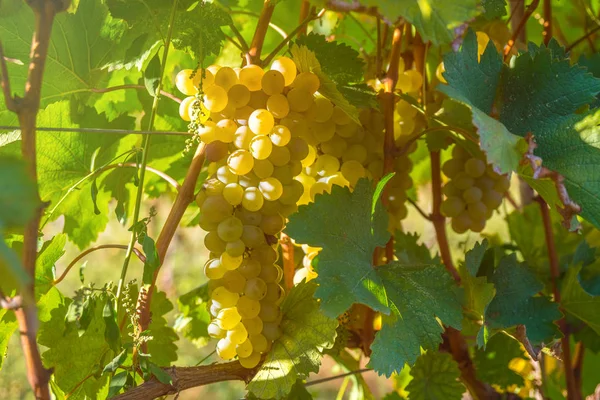 Uvas Douradas Maduras Rkatsiteli Numa Vinha Antes Colheita Kakheti Geórgia — Fotografia de Stock